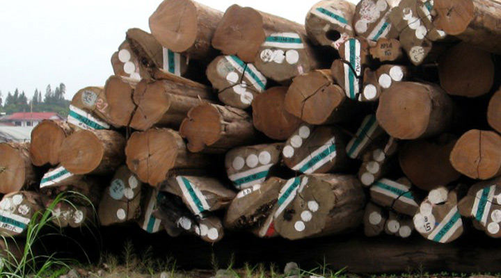 Teak log pile