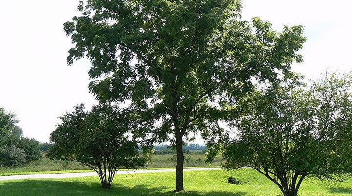Black walnut tree